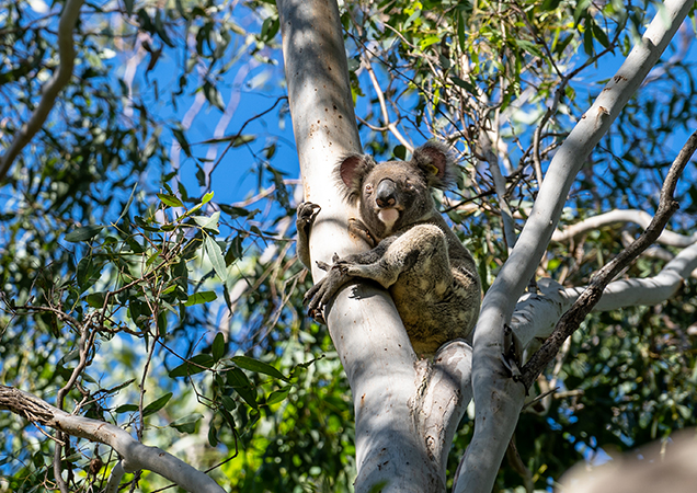 solly the koala back in the wild